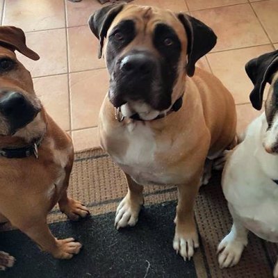 Gus (left) with sisters Skye and Storm